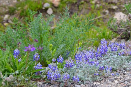 DSC_1450.jpg