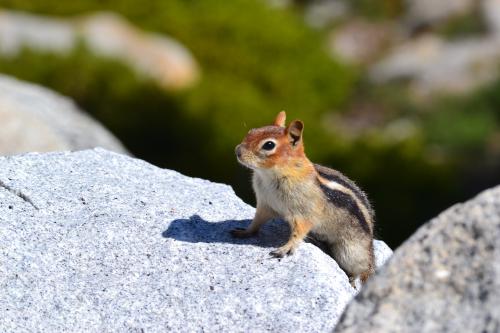 DSC_1532.jpg