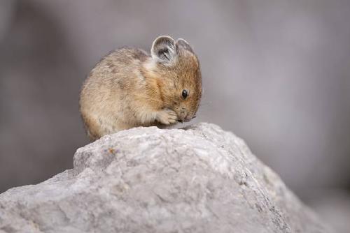 american-pika.jpg.662x0_q70_crop-scale.jpg